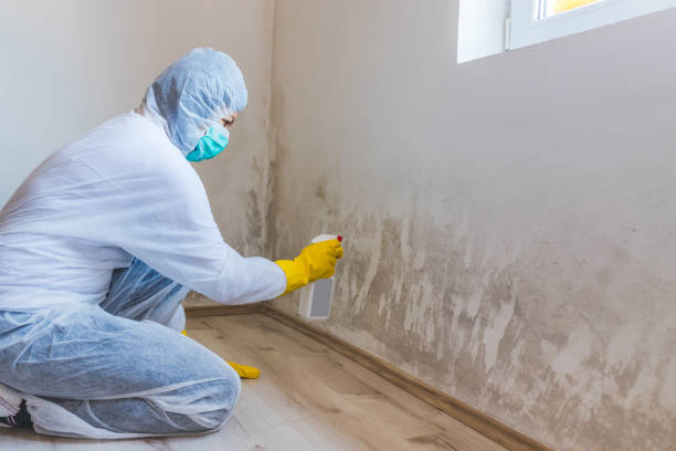 Licensed Attic Mold Removal service in Summit, NJ - WQB Mold Removal