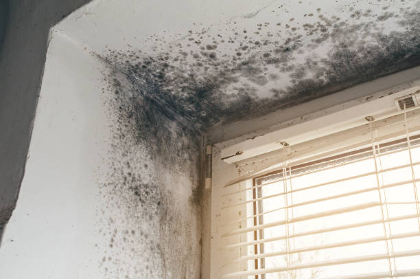 Affordable Attic Mold Removal solutions in Summit, NJ